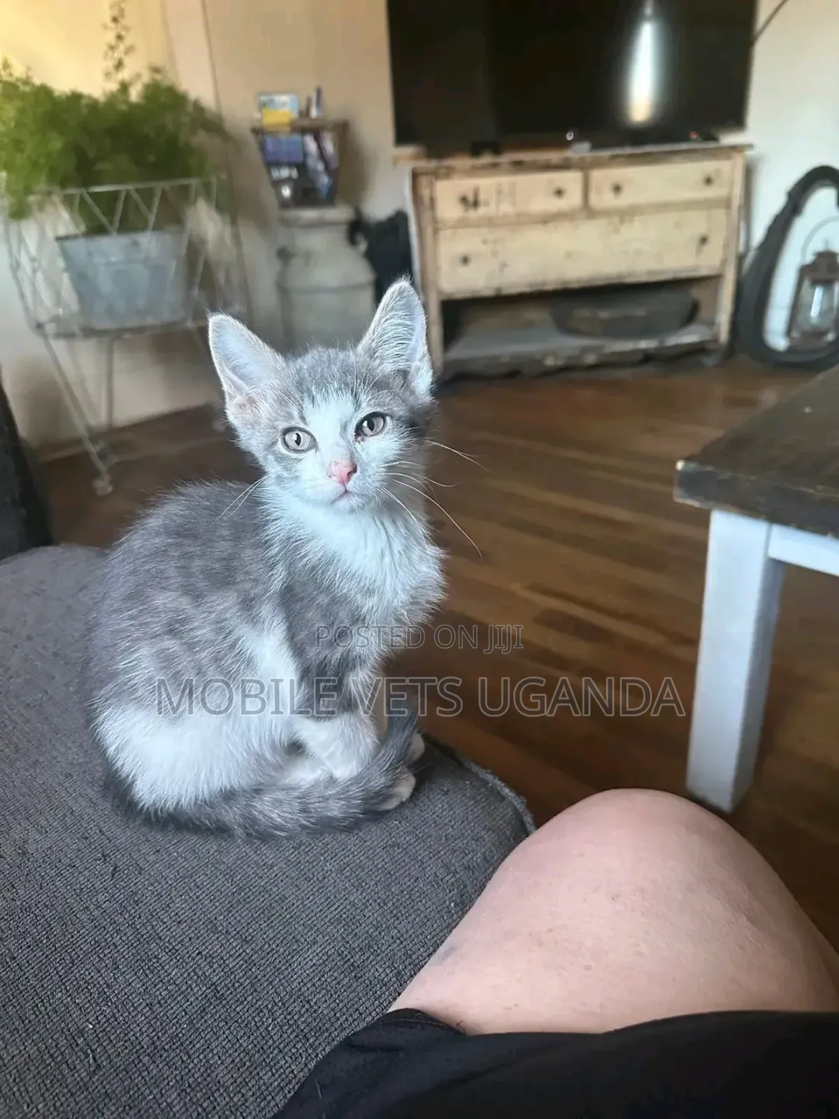 3-6 months Female Purebred Russian Blue