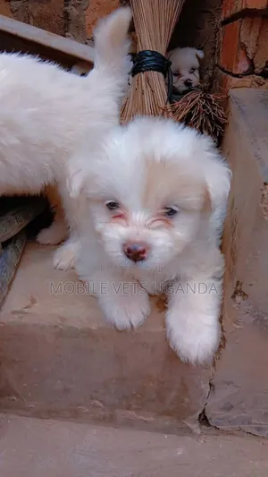 1-3 months Male Purebred Maltese