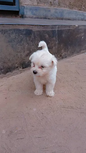 0-1 month Female Purebred Maltese