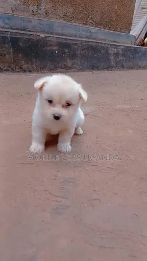 3-6 months Female Purebred Maltese