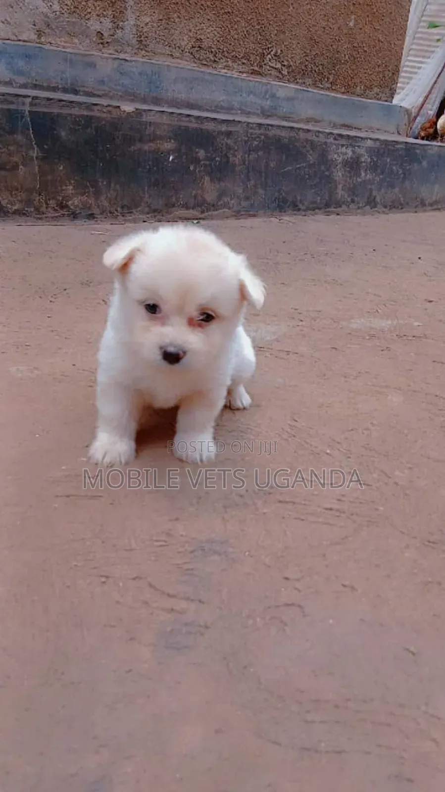 3-6 months Female Purebred Maltese
