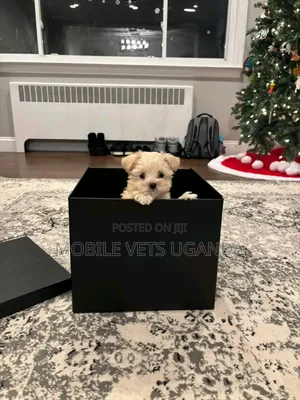 1-3 months Male Purebred Maltese