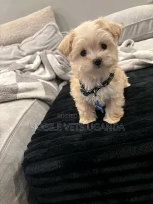 1-3 months Female Purebred Maltese