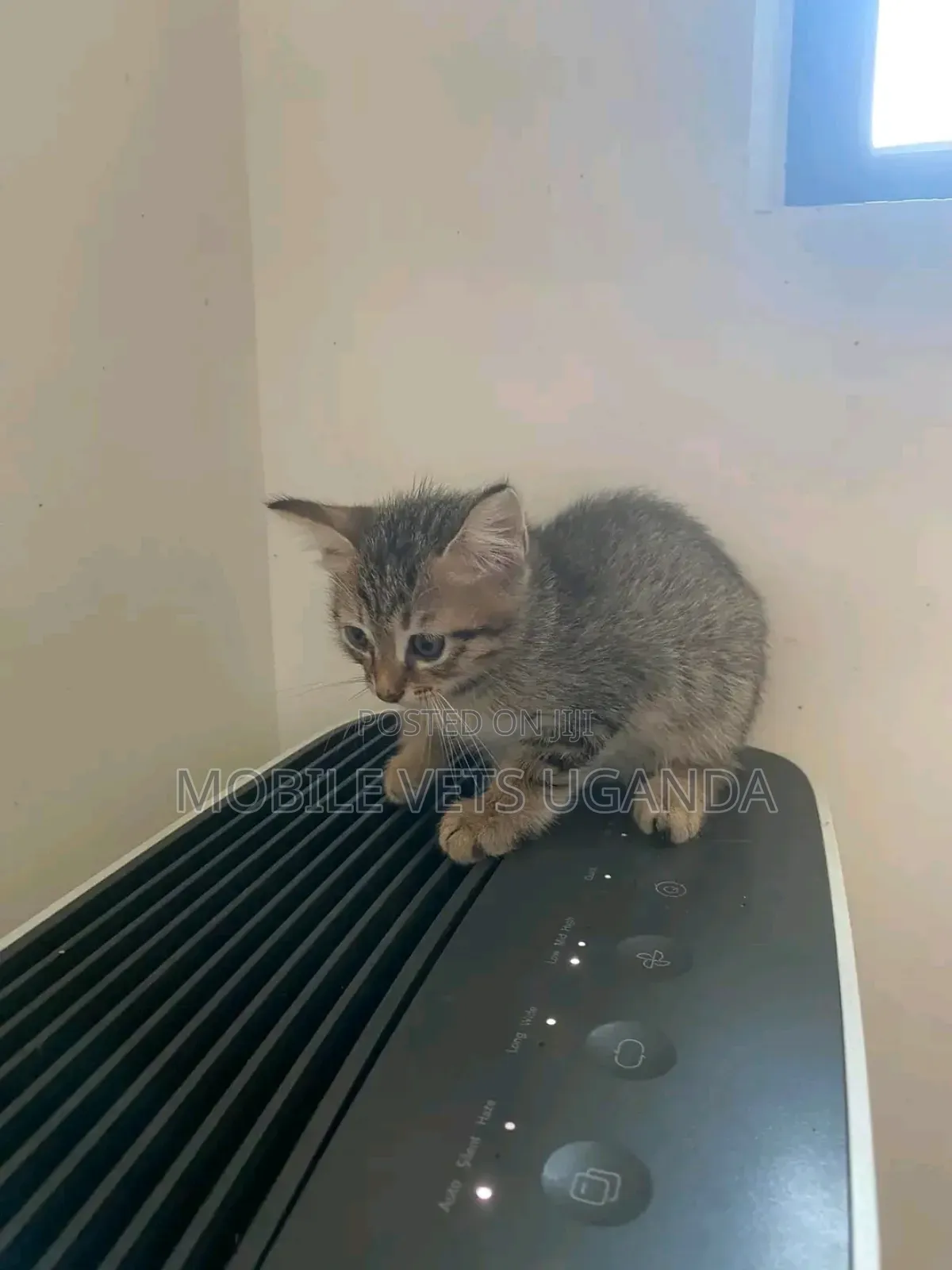 1-3 months Male Purebred Bengal