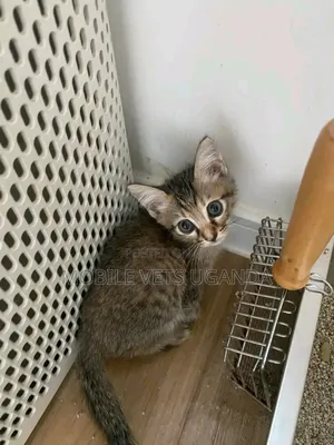 1-3 months Female Purebred Exotic