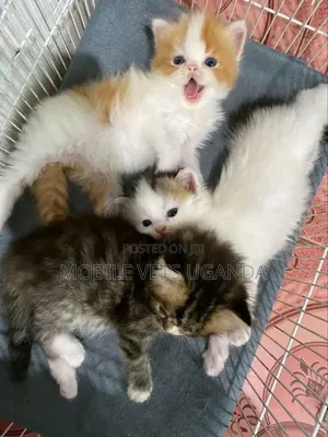 1-3 months Male Purebred Norwegian Forest