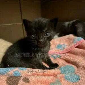 0-1 month Male Purebred Himalayan