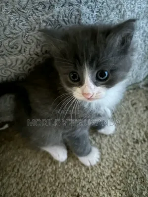 1-3 months Male Purebred British Shorthair