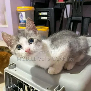 1-3 months Female Purebred LaPerm