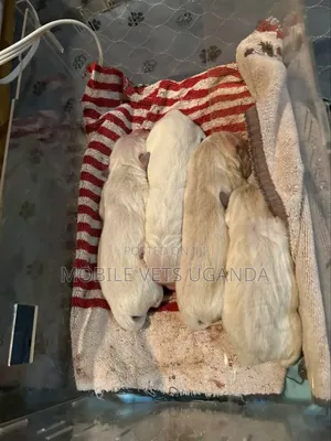 0-1 month Female Purebred Maltese