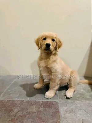 3-6 months Male Purebred Golden Retriever