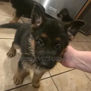 1-3 months Female Purebred German Shepherd