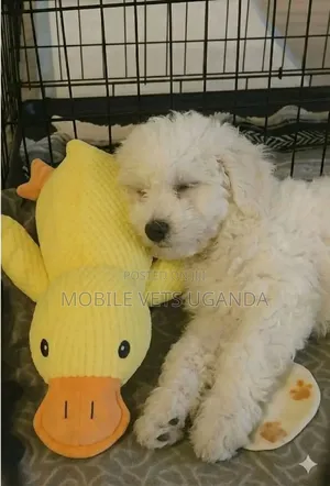 1-3 months Male Purebred Maltese