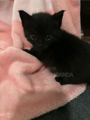 1-3 months Female Purebred Sphynx