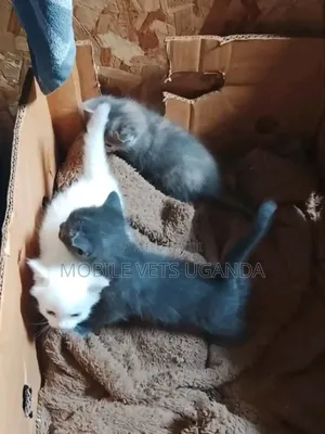 0-1 month Female Purebred Tabby