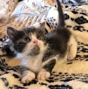 0-1 month Female Purebred Russian Blue
