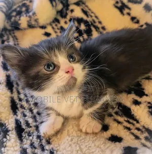 0-1 month Female Purebred Nebelung