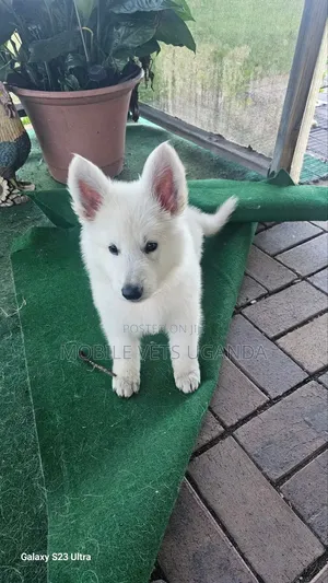 3-6 months Female Purebred Siberian Husky