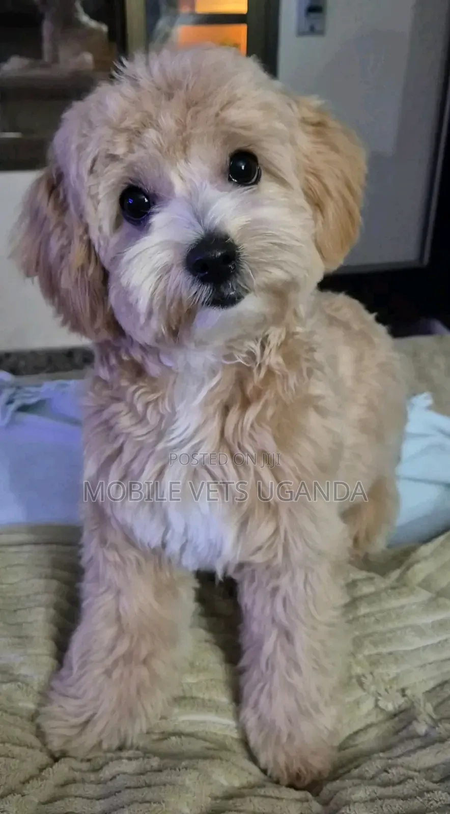 1-3 months Female Purebred Maltese