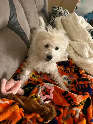 1-3 months Male Purebred Maltese