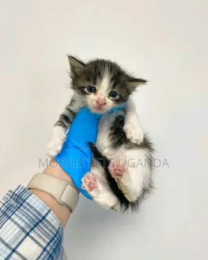 0-1 month Female Purebred Manx
