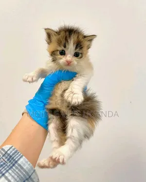 1-3 months Female Purebred Maine Coon