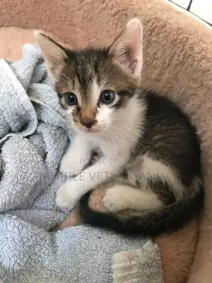 1-3 months Male Purebred Javanese