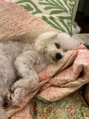 1-3 months Female Purebred Maltese