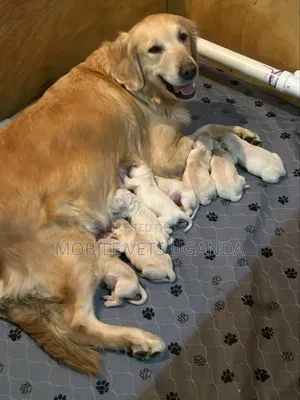 0-1 month Male Purebred Golden Retriever