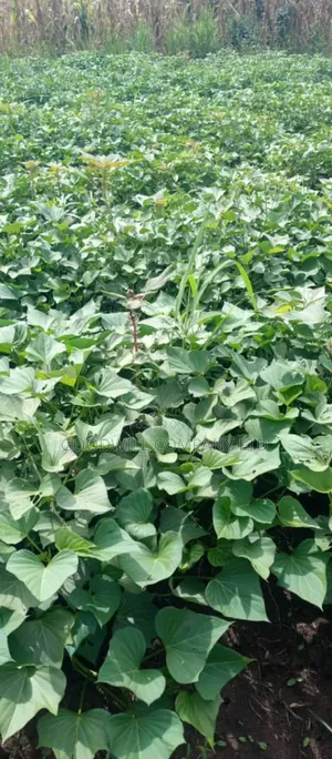 50 Acres of Farming/Agricultural Land in Kikyuusa Kamira