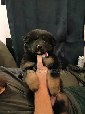 1-3 months Female Purebred German Shepherd
