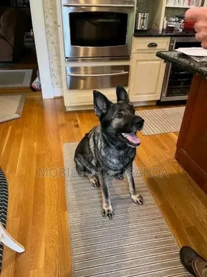 6-12 months Male Purebred German Shepherd