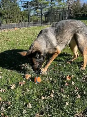 1+ year Female Purebred German Shepherd