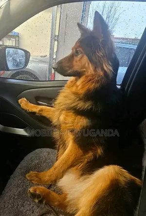 3-6 months Female Purebred German Shepherd