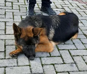 6-12 months Male Purebred German Shepherd