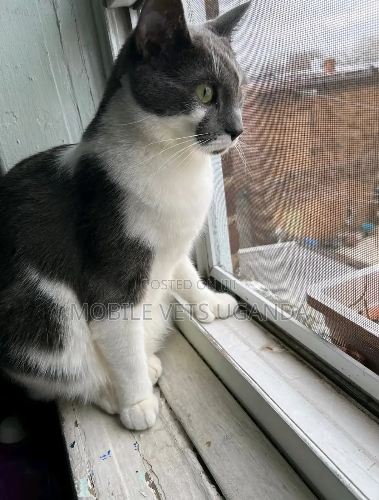 6-12 months Male Purebred Somali