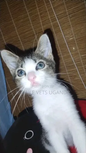0-1 month Female Purebred Turkish Angora