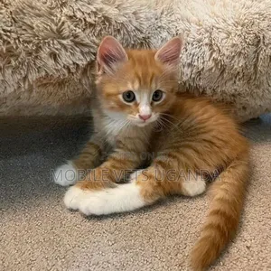 1-3 months Female Purebred British Shorthair