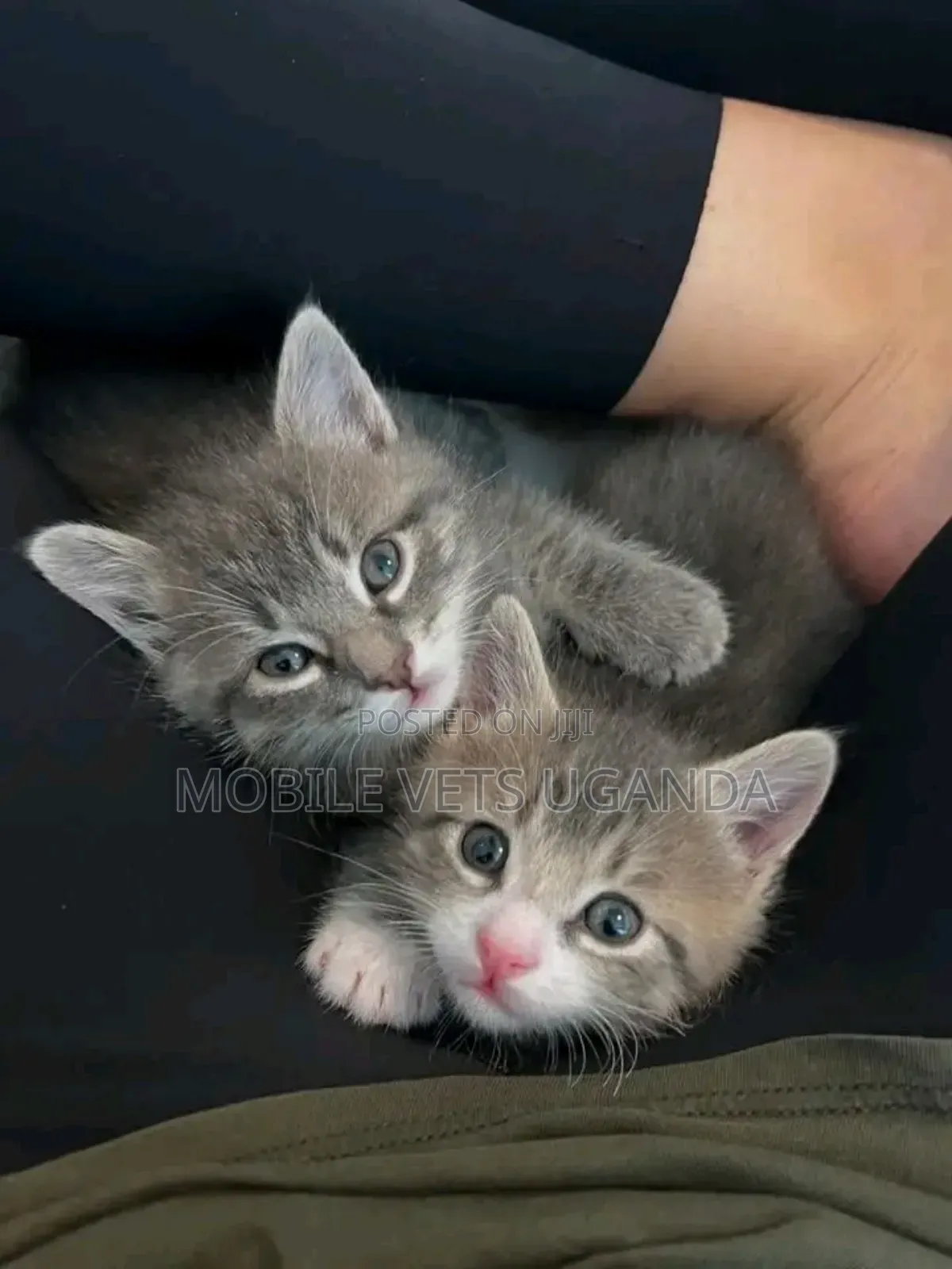 1-3 months Male Purebred Tabby