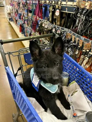 3-6 months Male Purebred German Shepherd