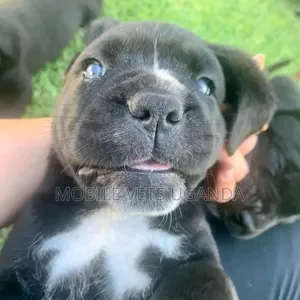 3-6 months Female Purebred Boerboel