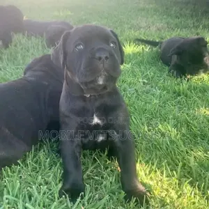 0-1 month Female Purebred Boerboel