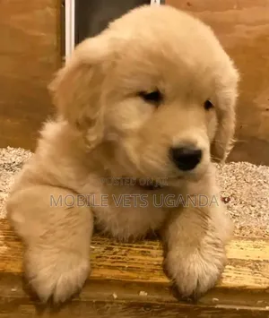 3-6 months Male Purebred Golden Retriever