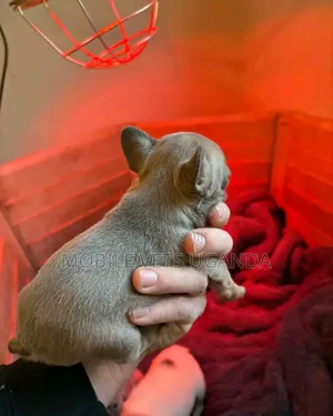 0-1 month Male Purebred Boston Terrier
