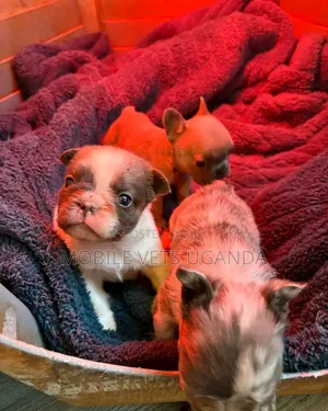 0-1 month Female Purebred Bull Terrier