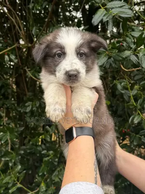 3-6 months Female Purebred German Shepherd