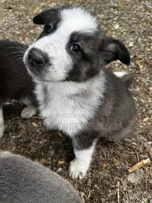 3-6 months Male Purebred German Shepherd