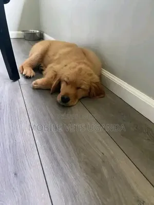 3-6 months Male Purebred Golden Retriever