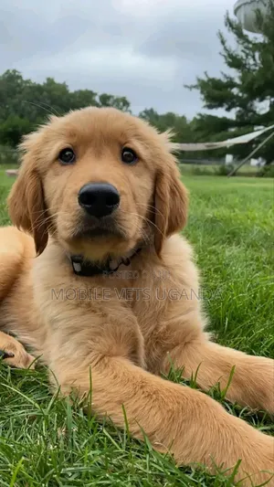 3-6 months Female Purebred Golden Retriever