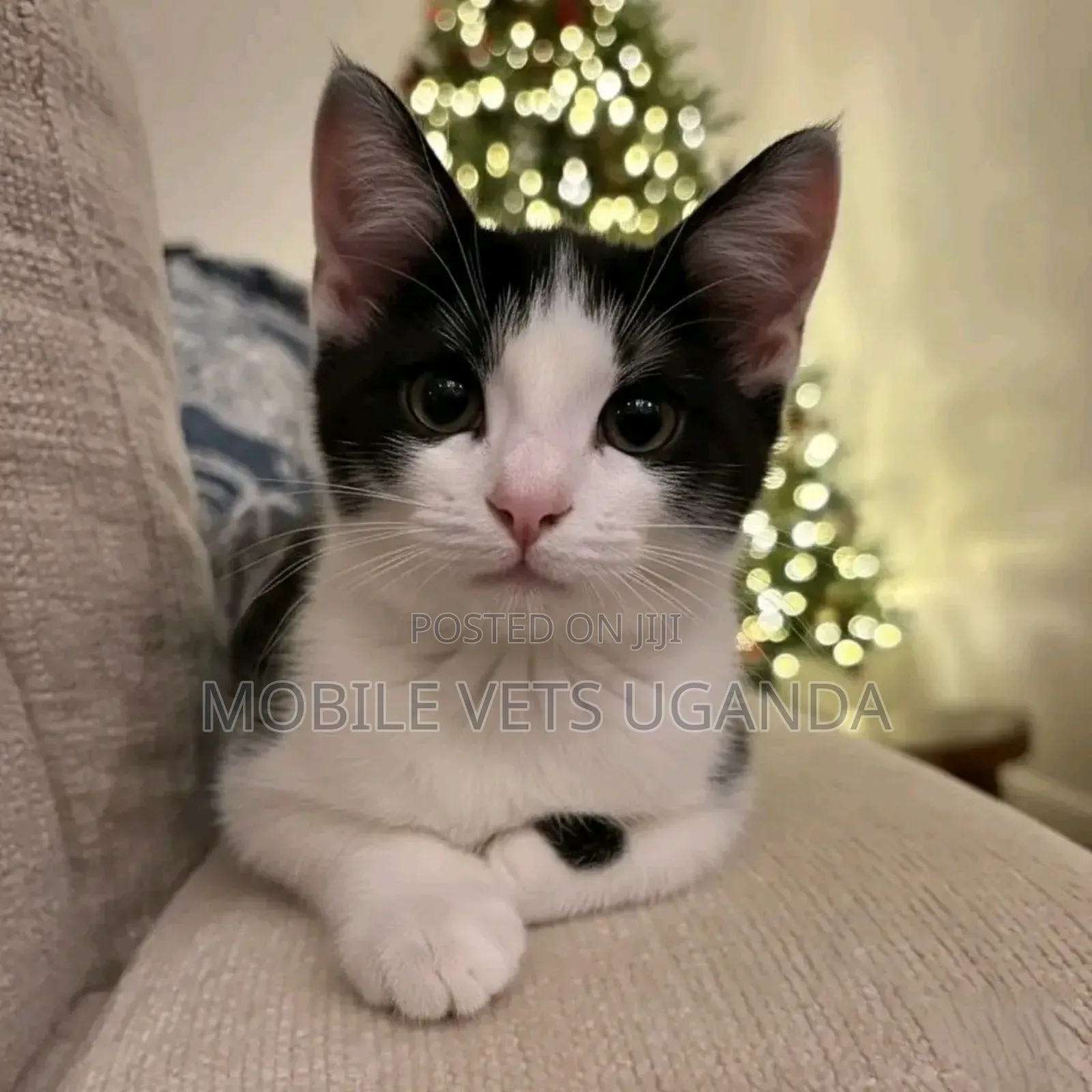 3-6 months Female Purebred Tabby